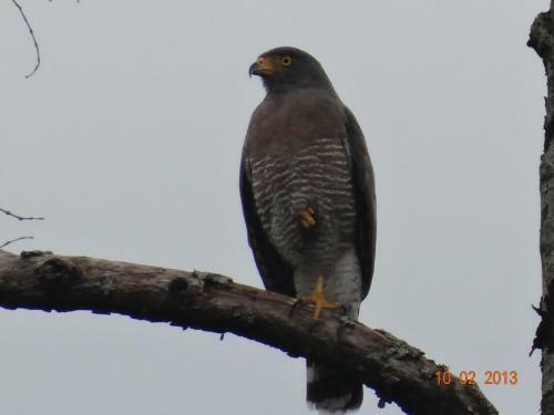 Hotel Kaliawiri Bird Lodge & Reserve