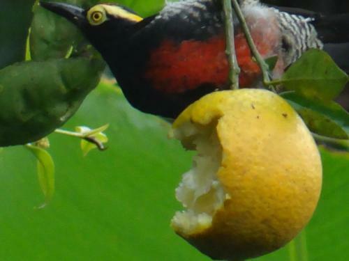 Hotel Kaliawiri Bird Lodge & Reserve