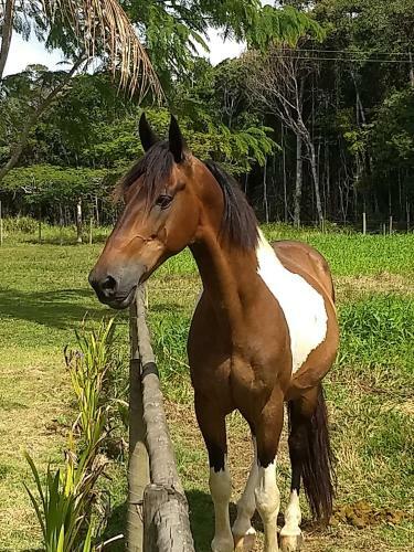 Lodge Pousada Fazenda Rancho S�mani
