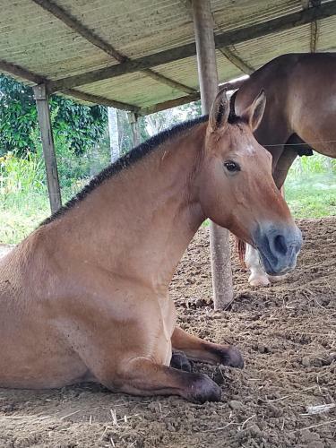 Lodge Pousada Fazenda Rancho S�mani