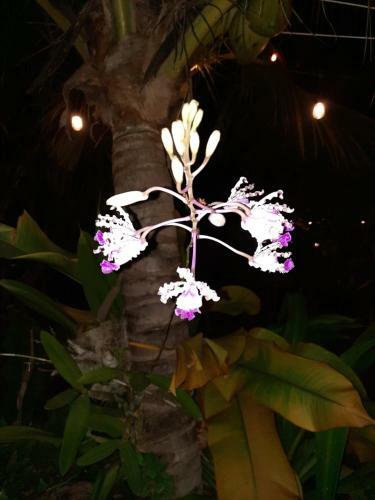 Posada Ixchel
