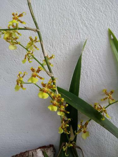 Posada Ixchel