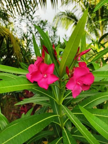 Posada Ixchel