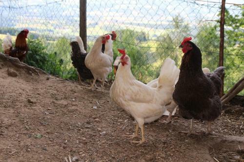 Agroturismo Lindlhof Fam. Taferner