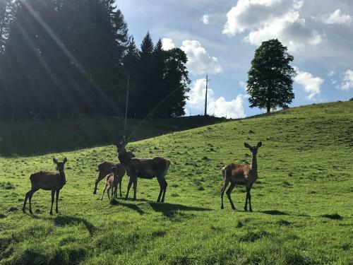 Apartamento Berghof Haselsberger Appartements