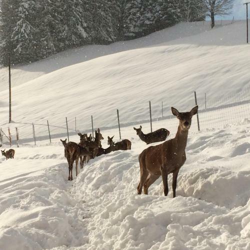 Apartamento Berghof Haselsberger Appartements