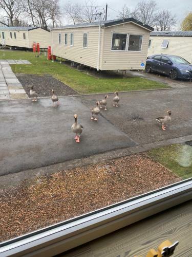 Apartamento Haggerston Castle 8 Berth Caravan - Lakeside North 23