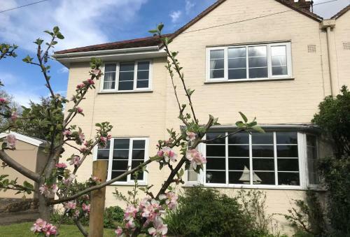 Apple Blossom