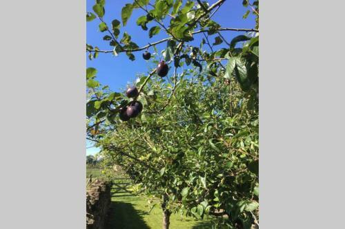 Apartamento Field View - In A Beautiful Cotswold Farmhouse