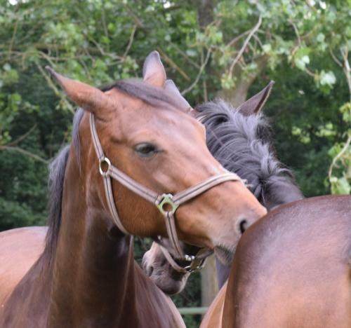 Bed & Breakfast Westert Hoeve
