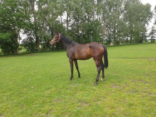 Bed & Breakfast Westert Hoeve