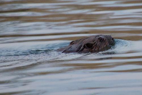 Aquahome - Bijzonder Overnachten In de Biesbosch
