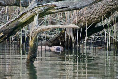 Aquahome - Bijzonder Overnachten In de Biesbosch