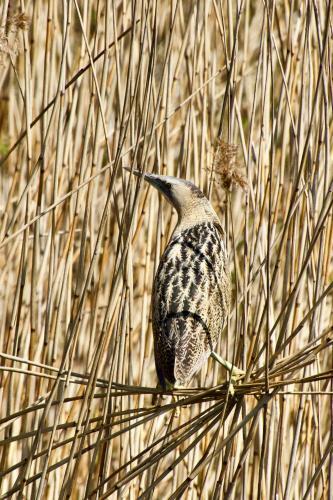Aquahome - Bijzonder Overnachten In de Biesbosch