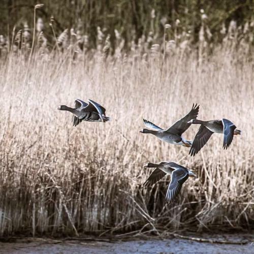 Aquahome - Bijzonder Overnachten In de Biesbosch