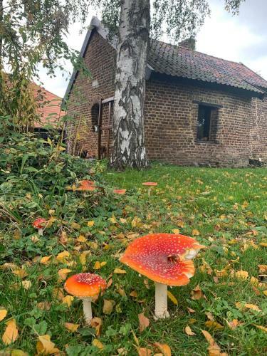 B&B En Vakantiewoningen 't Wienhoes