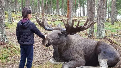 Hostal The Friendly Moose