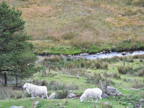 Llchwedd Mawr