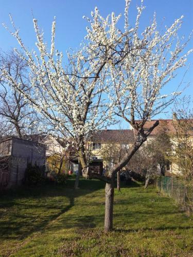 Apartamento Appartement Avec Jardin � Colmar