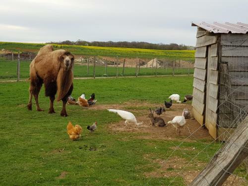 Agroturismo La Ferme Aux Kangourous