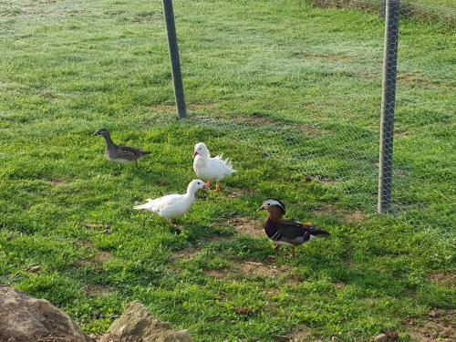 Agroturismo La Ferme Aux Kangourous