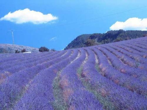 The Provence Villa