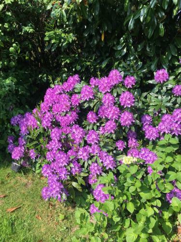 Bed & Breakfast Le Cottage Mirabelle