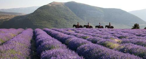 Au Paradis Des Grillons