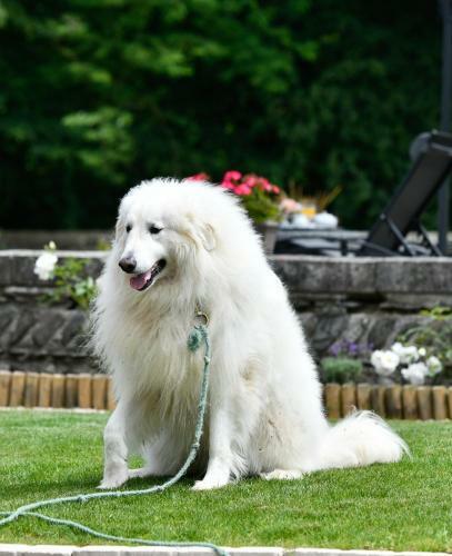 Hostal Chateau De Heaas