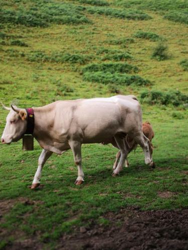 Hostal Chateau De Heaas