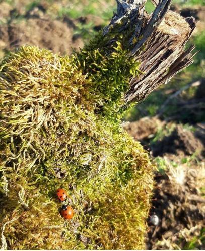 Floressens En Champagne Terrasse Privative Sur Le Vignoble