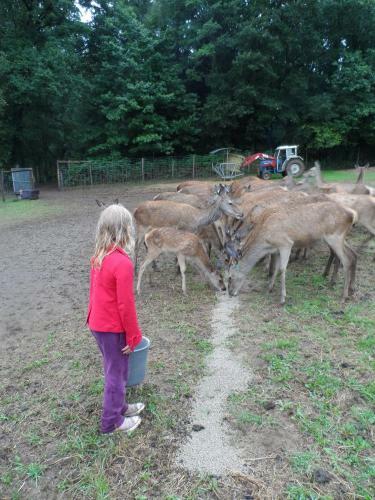 �levage De Cerfs