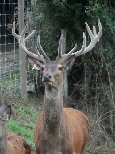 �levage De Cerfs