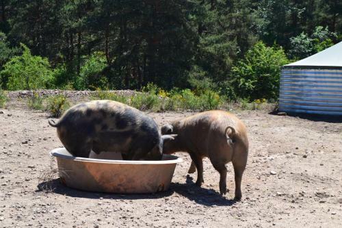 Agroturismo Ferme Auberge Briassou