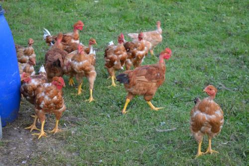 Agroturismo Ferme Auberge Briassou
