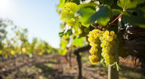 Clos Des Vignes