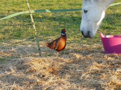 Bed & Breakfast Ancien Haras de La Tour