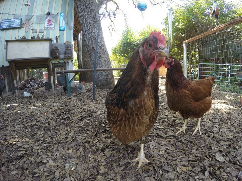 Bed & Breakfast Park Lane Guest House