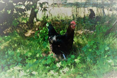 Agroturismo Loire Valley Llama Farm Stay