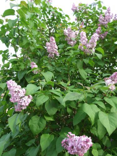 Le Saule Argent�