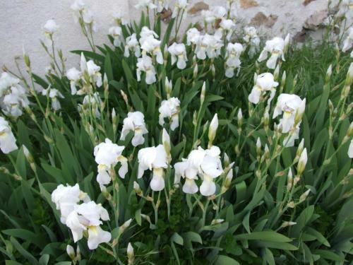 Le Saule Argent� B&B