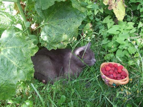 Le Saule Argent� B&B