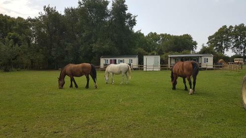 Les G�tes De Camargue