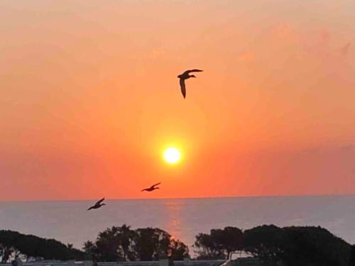 Apartamento Appartement Vue Mer Au Lavandou
