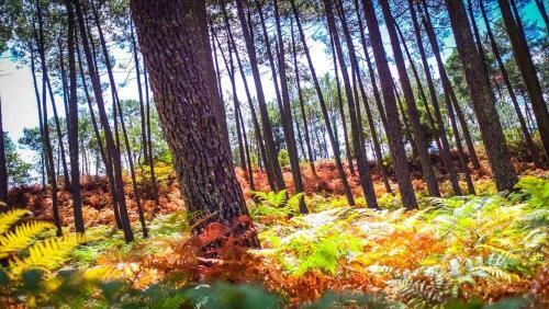 Cottage C?ur Des Landes