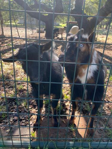 Fancy Goat Boutique And B&b-new Rustic Cabins Nestled On Main