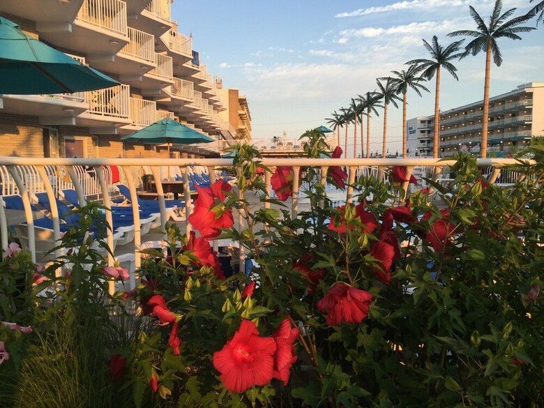 Hotel Shalimar Resort