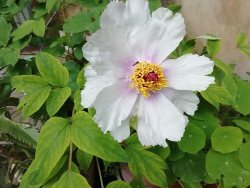 Domaine Sesquier Mas D'exception Jasmin