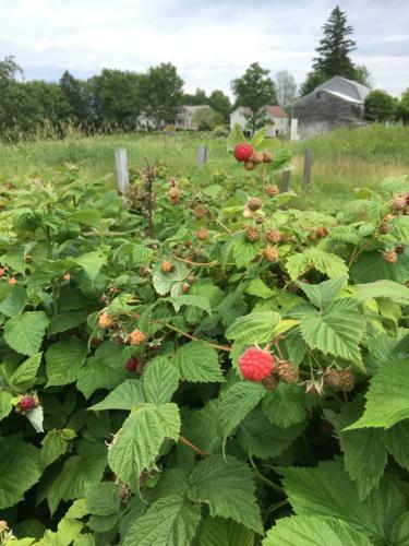 Cornwall Orchards Bed & Breakfast