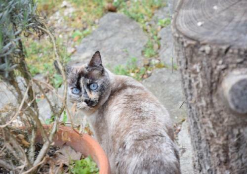 Bed & Breakfast Domaine de La C�te Aux Chats